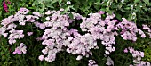 ACHILLEA FORNCETT CANDY