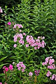 PHLOX PANICULATA PEPPERMINT TWIST