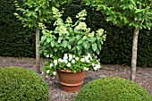 TERRACOTTA CONTAINERS WITH PETUNIA BLANKET AND HYDRANGEA PANICULATA AT WOLLERTON OLD HALL