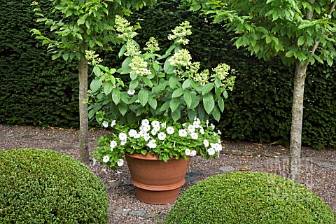 TERRACOTTA_CONTAINERS_WITH_PETUNIA_BLANKET_AND_HYDRANGEA_PANICULATA_AT_WOLLERTON_OLD_HALL