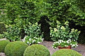 TERRACOTTA CONTAINERS WITH PETUNIA BLANKET AND HYDRANGEA PANICULATA AT WOLLERTON OLD HALL