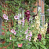 ALCEA ROSEA AT WOLLERTON OLD HALL