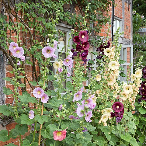 ALCEA_ROSEA_AT_WOLLERTON_OLD_HALL