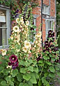 ALCEA ROSEA AT WOLLERTON OLD HALL