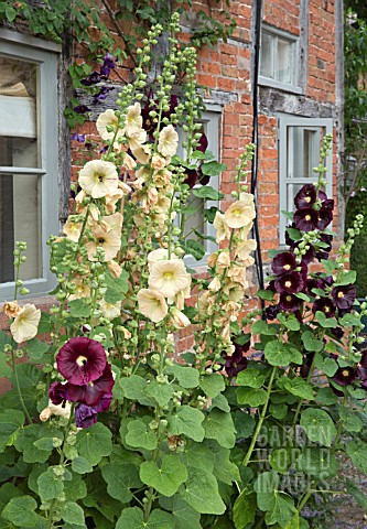 ALCEA_ROSEA_AT_WOLLERTON_OLD_HALL