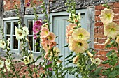 ALCEA ROSEA AT WOLLERTON OLD HALL