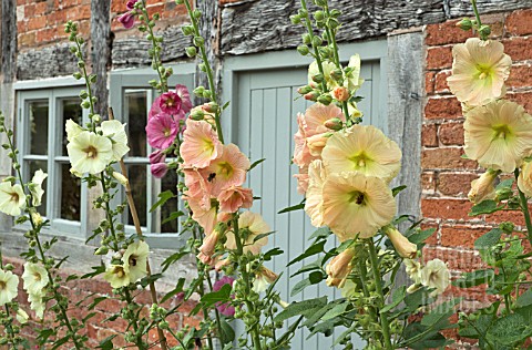 ALCEA_ROSEA_AT_WOLLERTON_OLD_HALL