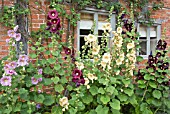 ALCEA ROSEA AT WOLLERTON OLD HALL