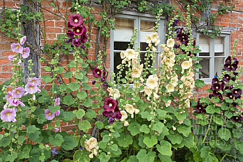 ALCEA_ROSEA_AT_WOLLERTON_OLD_HALL