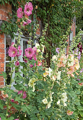 ALCEA_ROSEA_AT_WOLLERTON_OLD_HALL