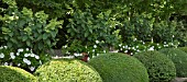 BUXUS SEMPERVIRENS BALLS AT WOLLERTON OLD HALL