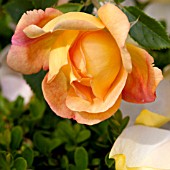 ROSA LADY OF SHALOTT