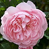 ROSA THE ALNWICK ROSE