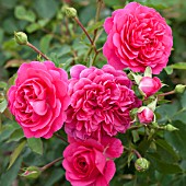 ROSA SIR JOHN BETJEMAN = AUSVIVID