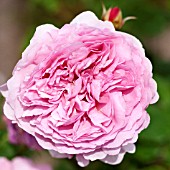 ROSA PRINCESS ALEXANDRA OF KENT