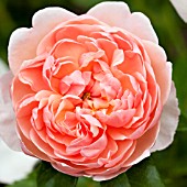 ROSA ABRAHAM DERBY