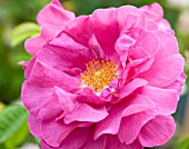 ROSA OFFICINALIS