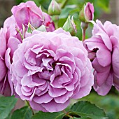 ROSA MAGENTA