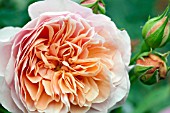 ROSA A SHROPSHIRE LAD