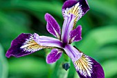 IRIS SPARKLING ROSE