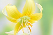 ERYTHRONIUM PAGODA