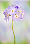 DRUMSTICK PRIMULA