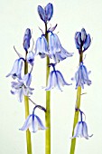 HYACINTHOIDES HISPANICA EXCELSIOR