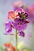 ERYSIMUM STARS AND STRIPES