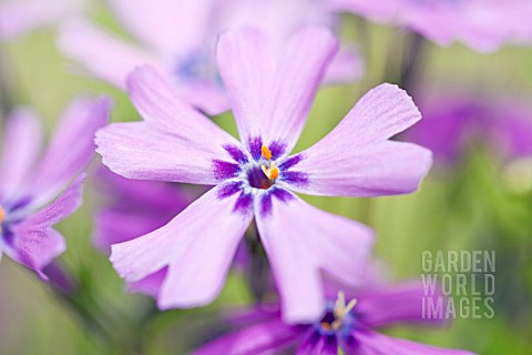 Phlox_pale_purple_flowers