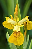 IRIS PSEUDOCORUS VARIEGATA YELLOW FLAG