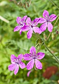 ERODIUM GLANDULOSUM SPANISH EYES