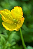 MECONOPSIS CAMBRICA