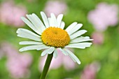 LEUCANTHEMUM VULGARE