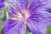 GERANIUM MAGNIFICUM