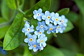 MYOSOTIS SYLVATICA