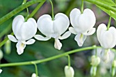 DICENTRA SPECTABILIS ALBA