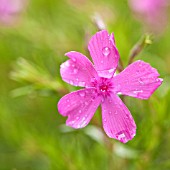 PHLOX DRUMMONDII