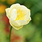 TROLLIUS X CULTORUM CHEDDAR