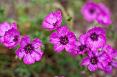 GERANIUM CINEREUM PURPLE PILLOW