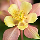 AQUILEGIA MCKANA HYBRIDS