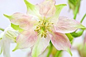 AQUILEGIA