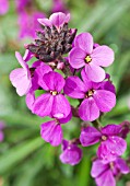 ERYSIMUM BOWLES MAUVE