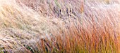 ORNAMENTAL GRASSES IN LATE AUTUMN AT TRENTHAM GARDENS
