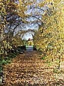 CARPINUS BETULUS WALKWAY TUNNEL WITH AUTUMN COLOUR