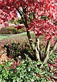 ACER IN AUTUMN COLOUR