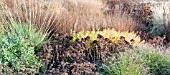 BORDERS IN LATE AUTUMN FROM GRASSES, SEEDHEADS, AND STEMS OF HERBACEOUS PERENNIALS, AT TRENTHAM GARDENS STAFFORDSHIRE IN NOVEMBER DESIGNED BY PIET OUDOLF