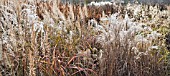 BORDERS IN LATE AUTUMN FROM GRASSES, SEEDHEADS, AND STEMS OF HERBACEOUS PERENNIALS, AT TRENTHAM GARDENS STAFFORDSHIRE IN NOVEMBER DESIGNED BY PIET OUDOLF