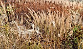 BORDERS IN LATE AUTUMN FROM GRASSES, SEEDHEADS, AND STEMS OF HERBACEOUS PERENNIALS, AT TRENTHAM GARDENS STAFFORDSHIRE IN NOVEMBER DESIGNED BY PIET OUDOLF