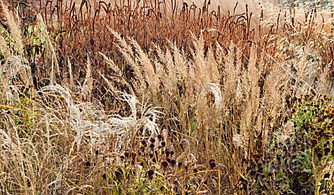 BORDERS_IN_LATE_AUTUMN_FROM_GRASSES_SEEDHEADS_AND_STEMS_OF_HERBACEOUS_PERENNIALS_AT_TRENTHAM_GARDENS