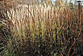 BORDERS IN LATE AUTUMN FROM GRASSES, SEEDHEADS, AND STEMS OF HERBACEOUS PERENNIALS, AT TRENTHAM GARDENS STAFFORDSHIRE IN NOVEMBER DESIGNED BY PIET OUDOLF